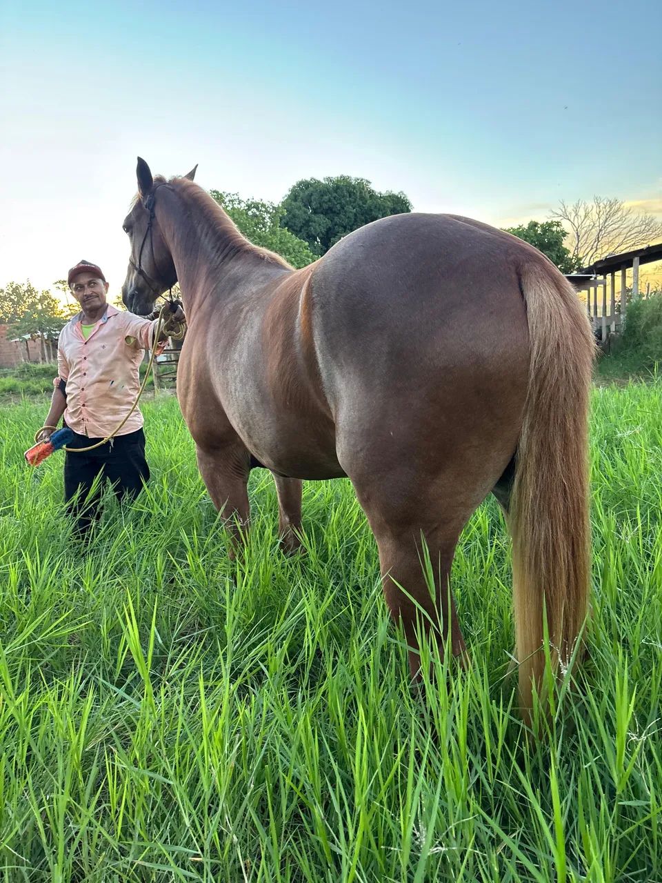 Cavalo Quarto de Milha Domado Sem RG