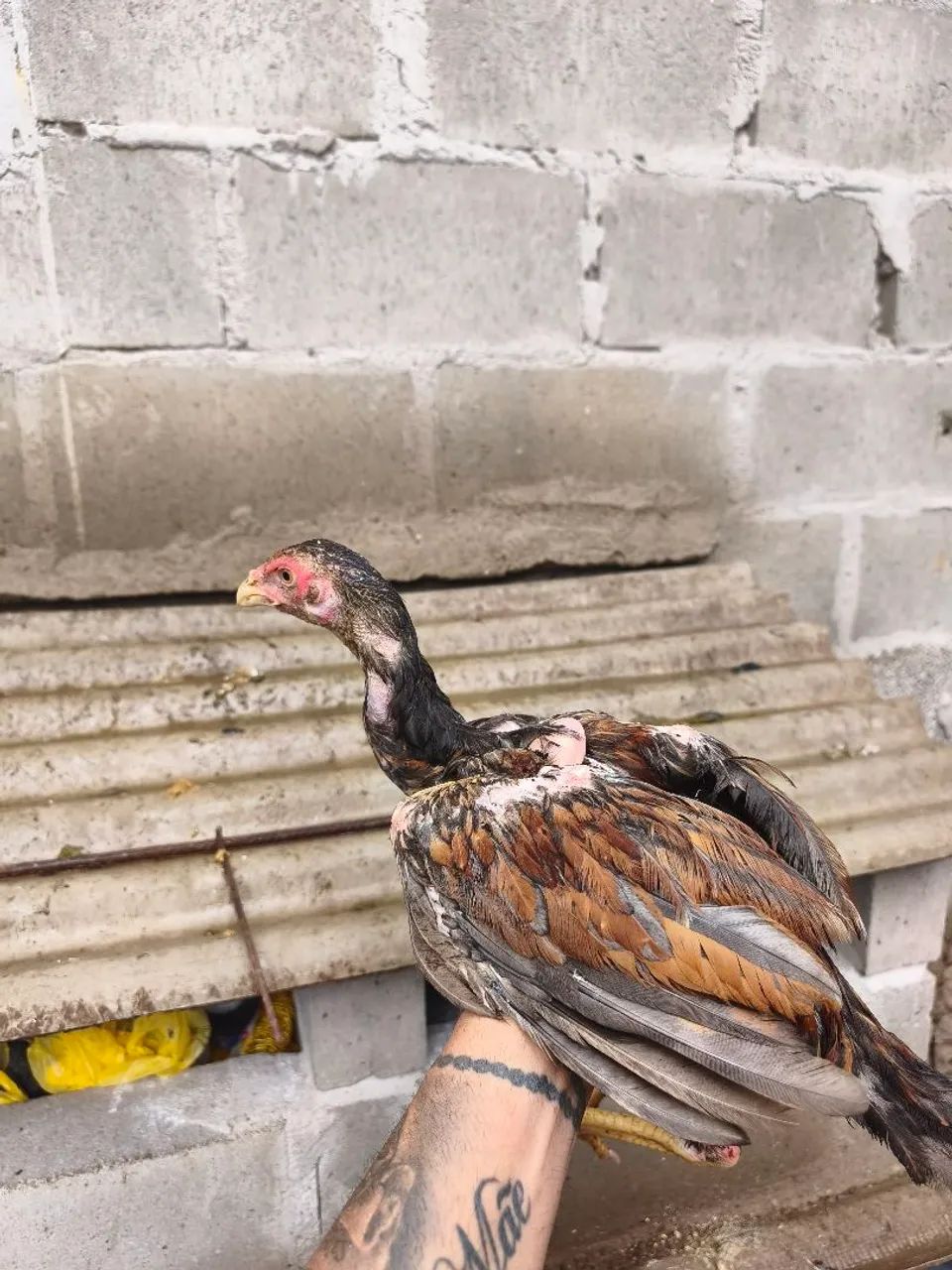 Vendo frangas e frango índio  - Foto 3