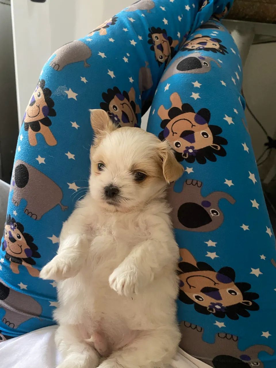 VENDE-SE Shitzu micro/mini  - Foto 2