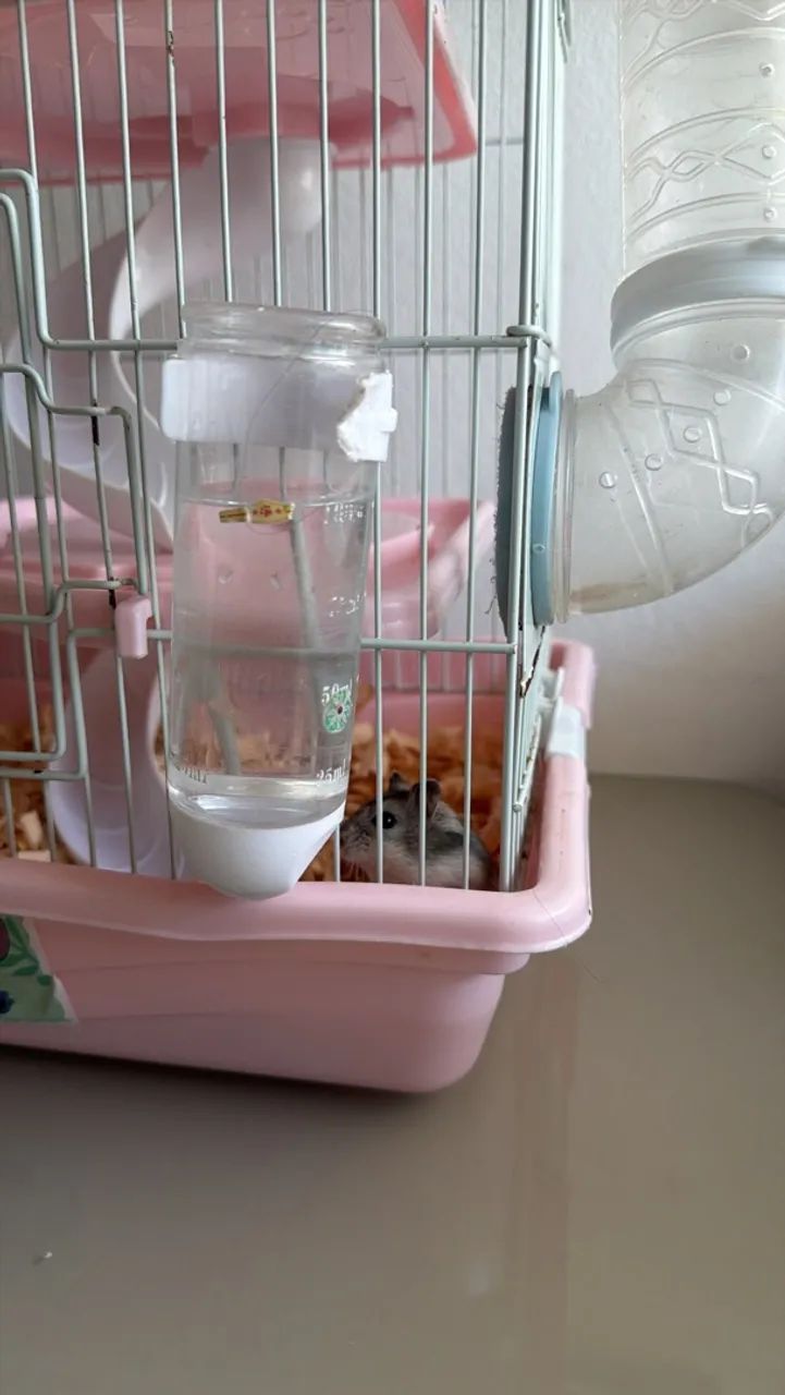 Hamster e Gaiola - Foto 3
