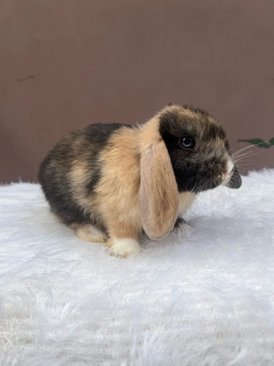 Mini coelho - Foto 2