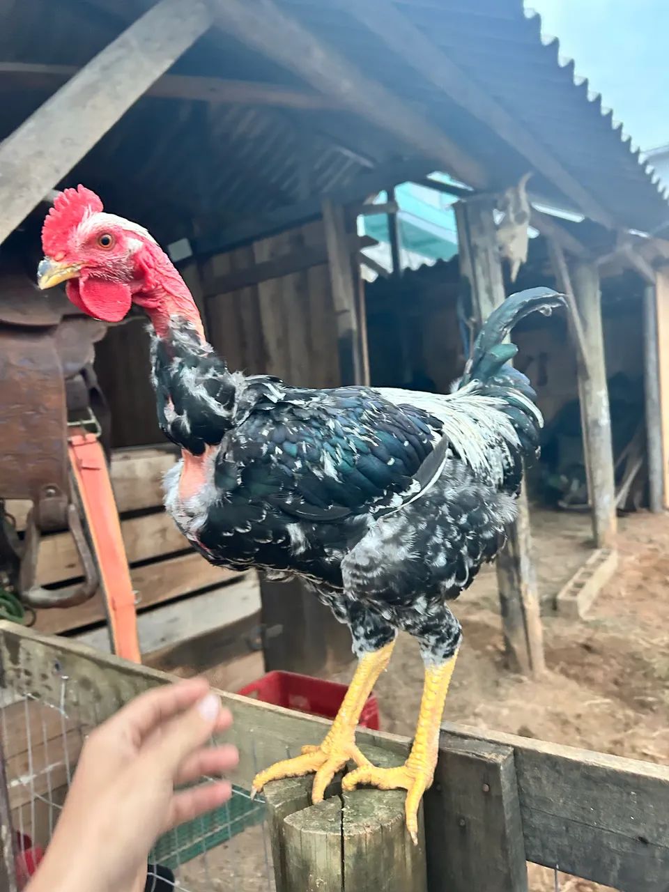 Galos a venda  - Foto 2