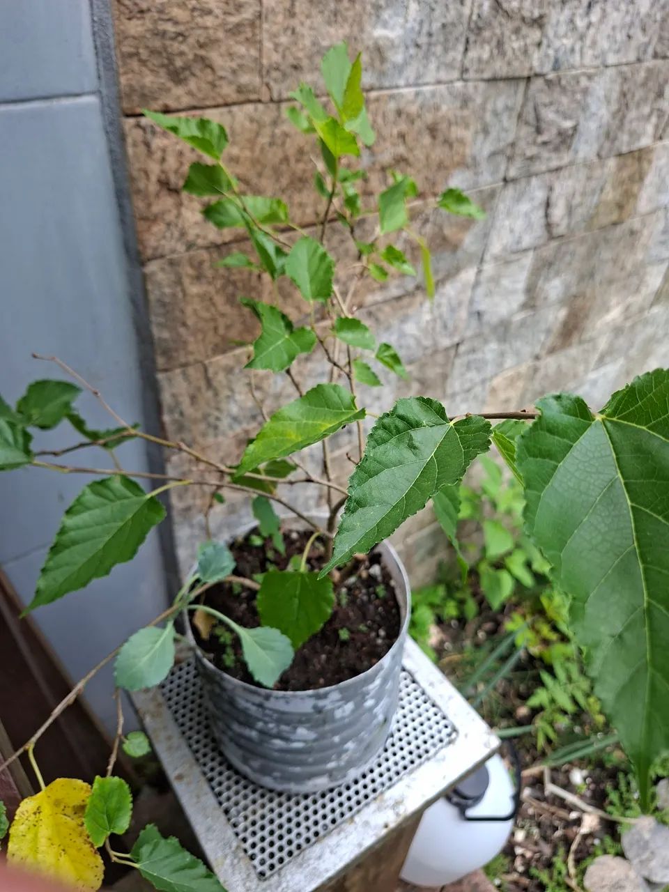 Linda muda de amora !