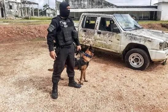 Adestrador  - Foto 3