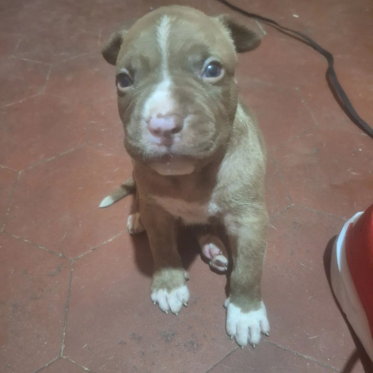 Filhotes pitbull  - Foto 4