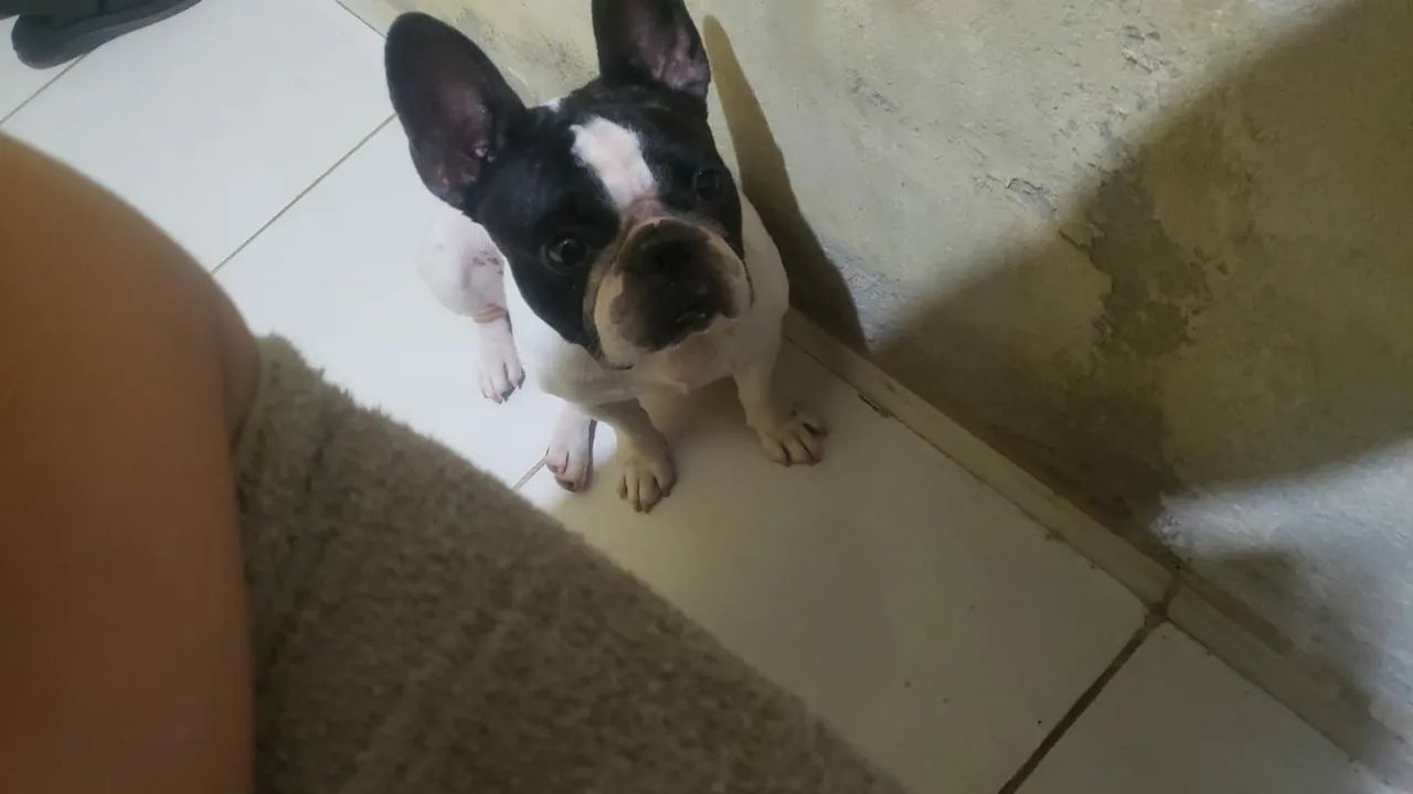 Budoog francês macho 950 - Foto 3