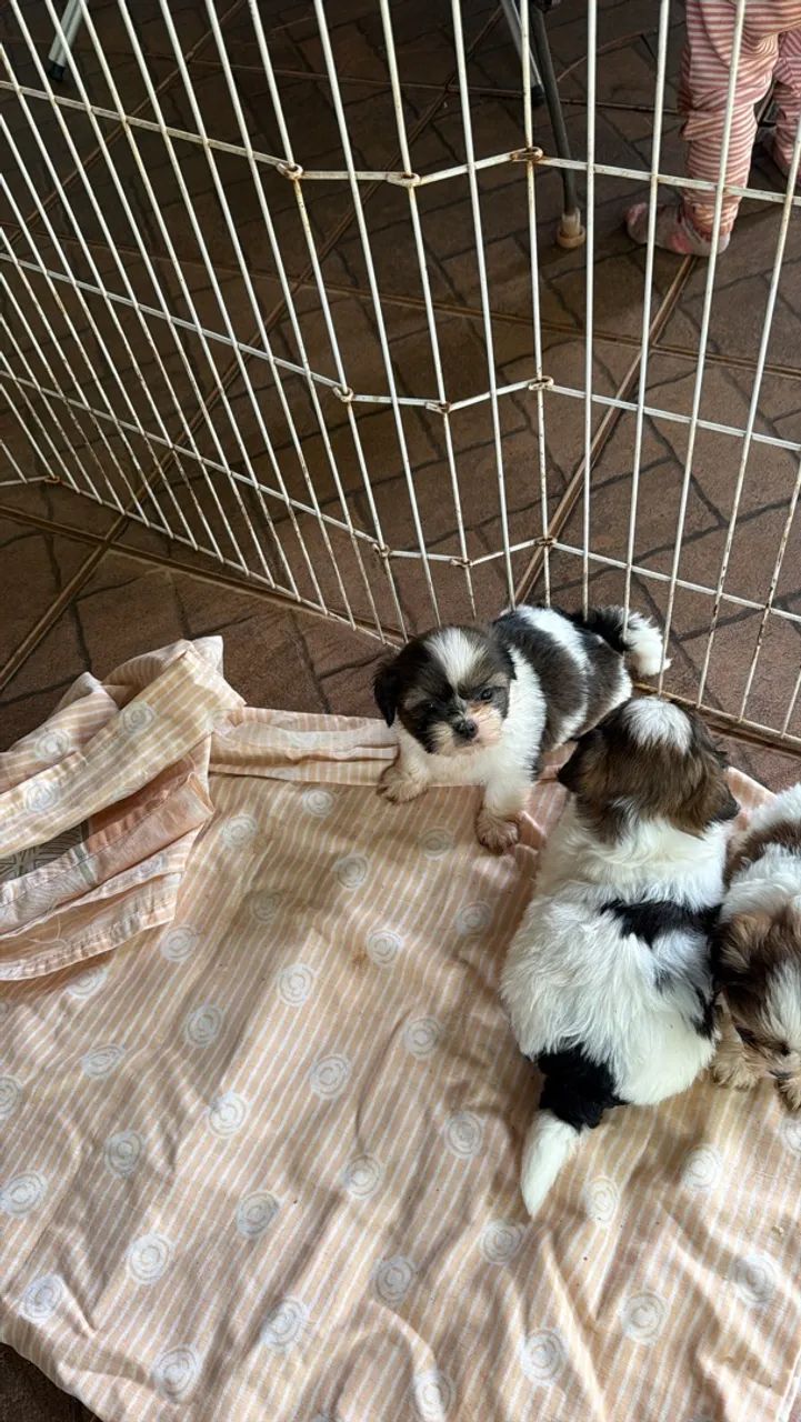 Shih tzu  - Foto 3