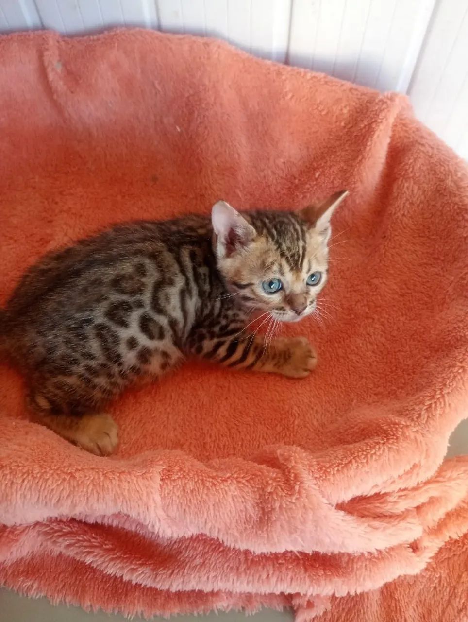 Gatinhos bengal  - Foto 2