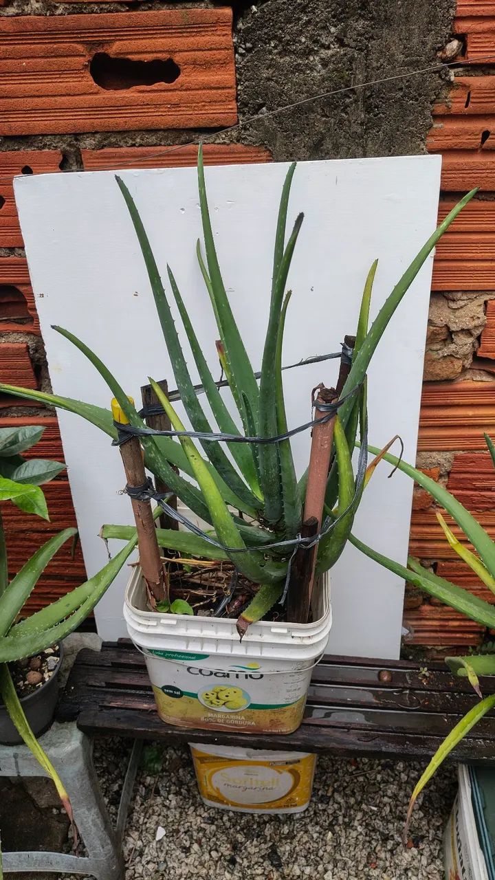 Babosa Aloe Vera  - Foto 3