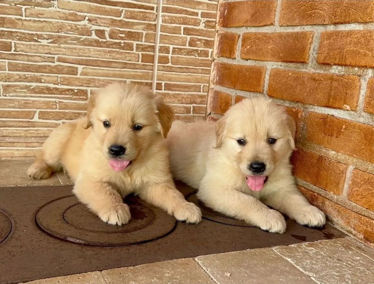 Golden Retriever  - Foto 3