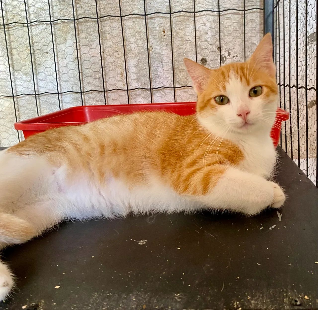 Gatinho para adoção  - Foto 2