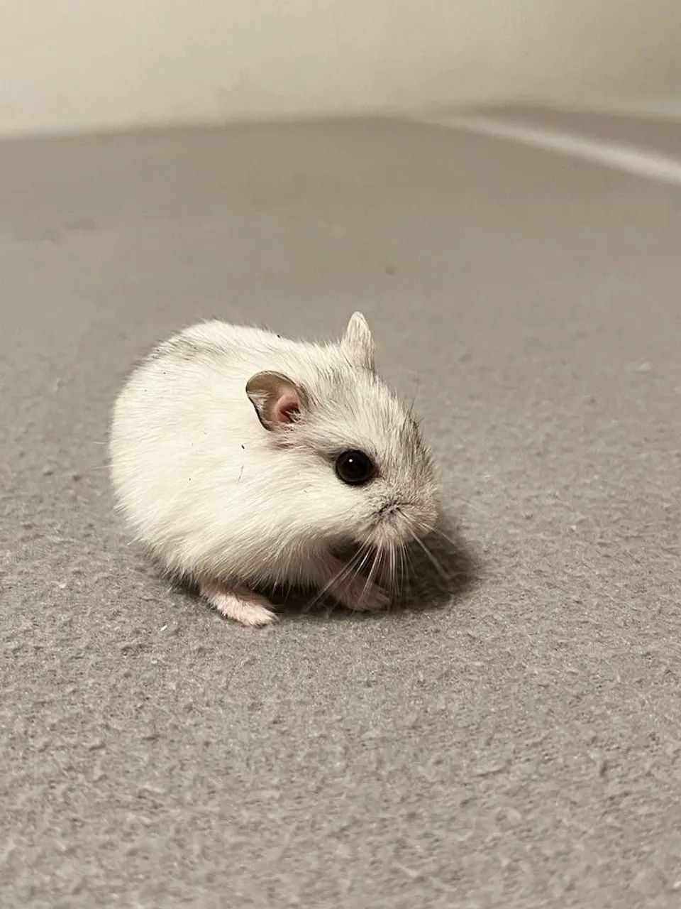 hamster branco  - Foto 3