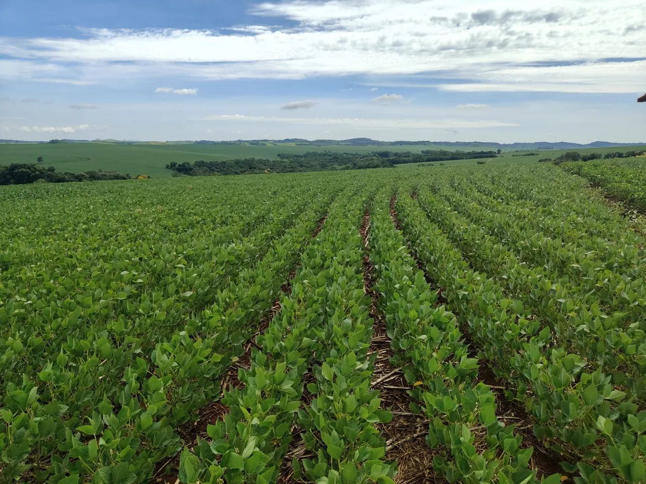 Sítio 50.82 hectares  de planta  - Foto 4