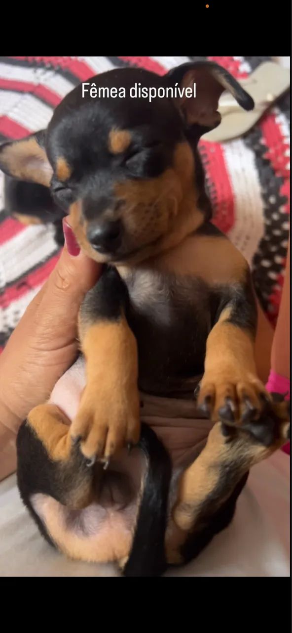 Pinscher número 1 - Foto 2