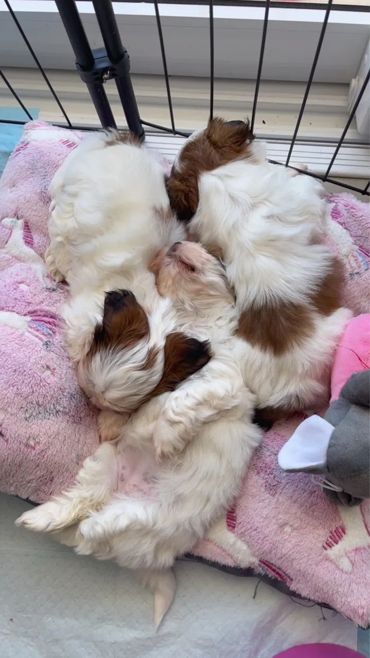 FÊMEA SHIHTZU BRANQUINHA  - Foto 2