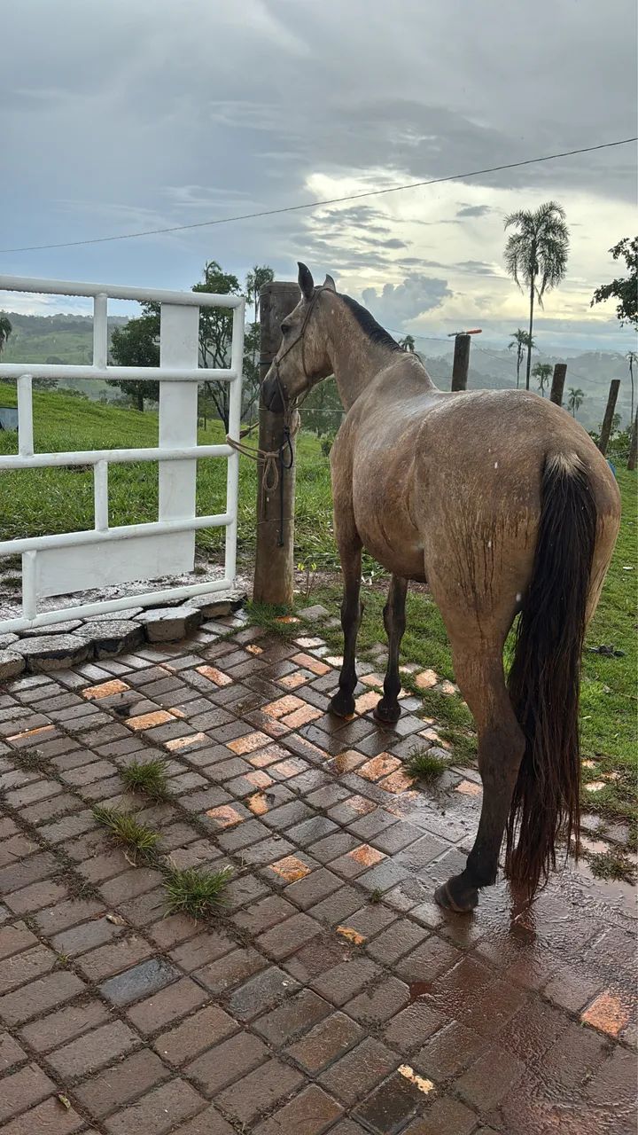 Égua marga larga - Foto 2