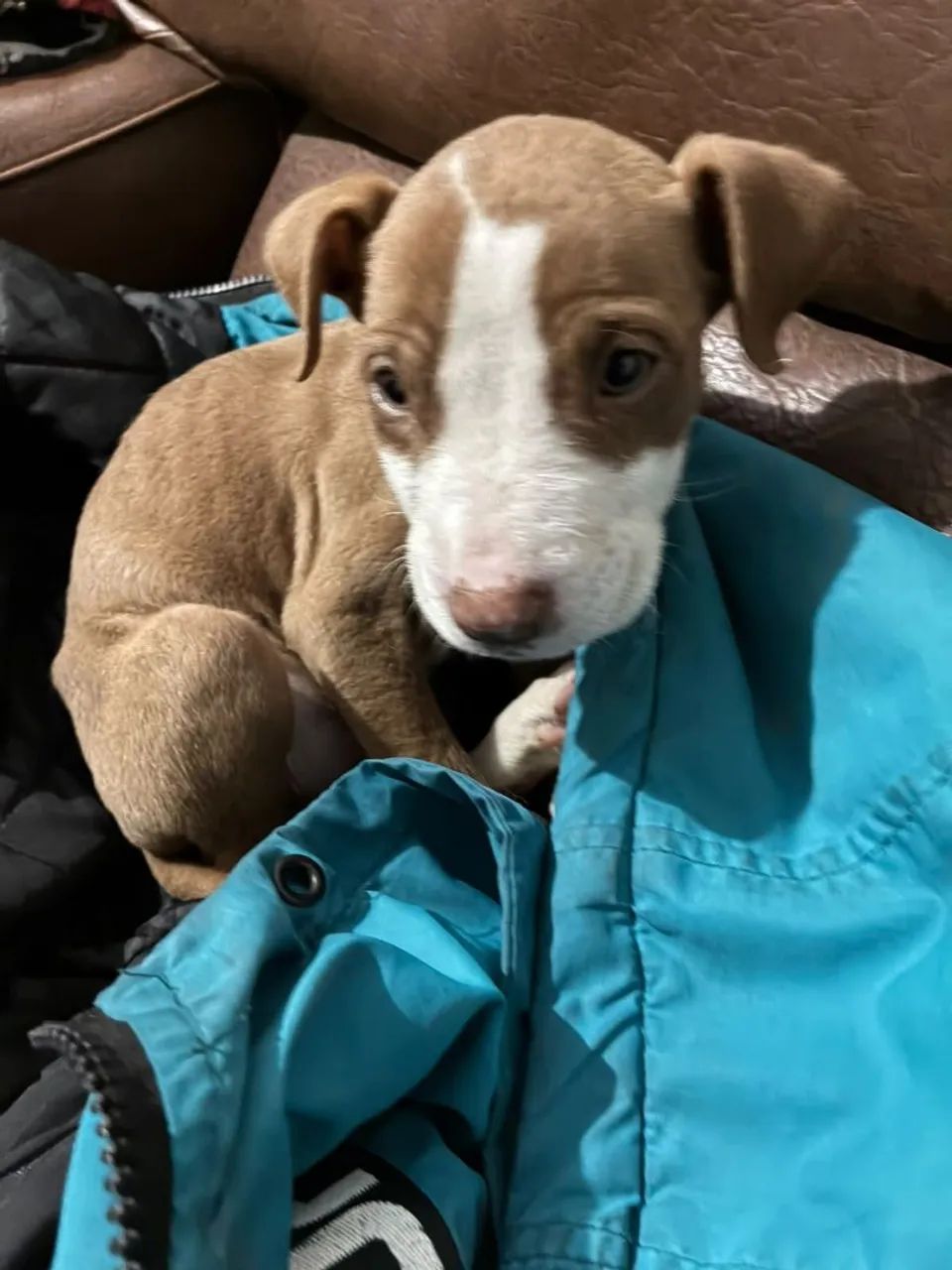 Filhote pitbull - Foto 2