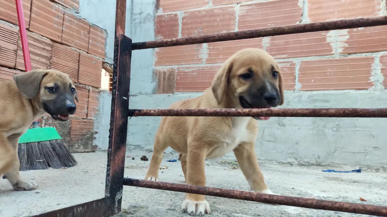 Cães para doação 
