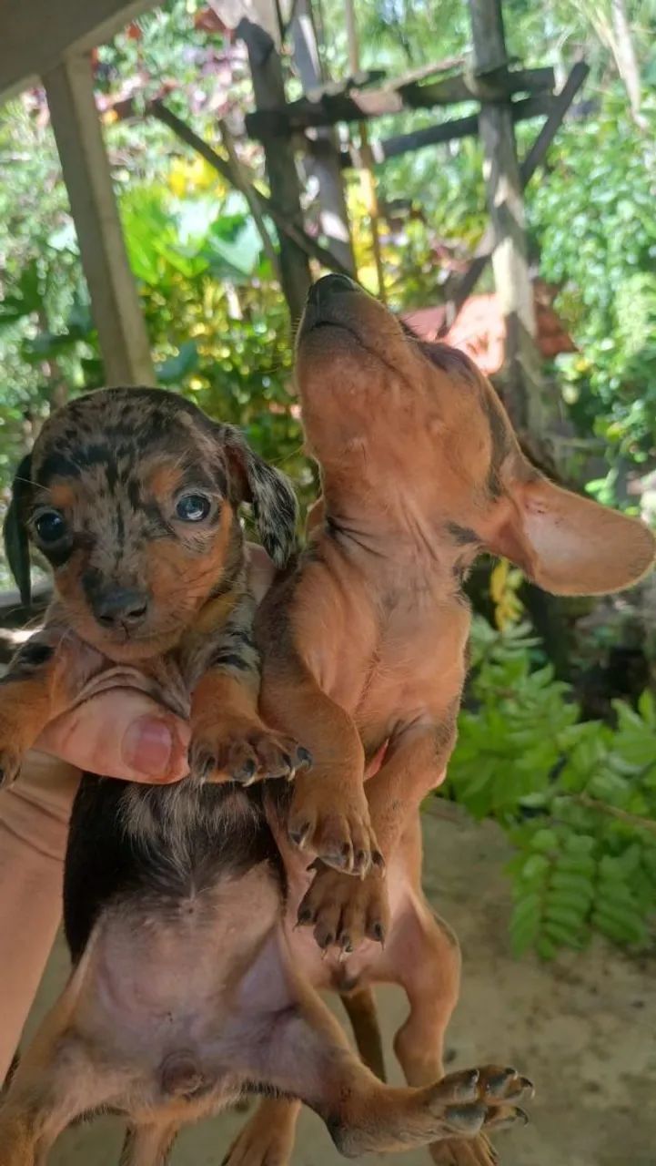 Cachorro Dachshund - Foto 3