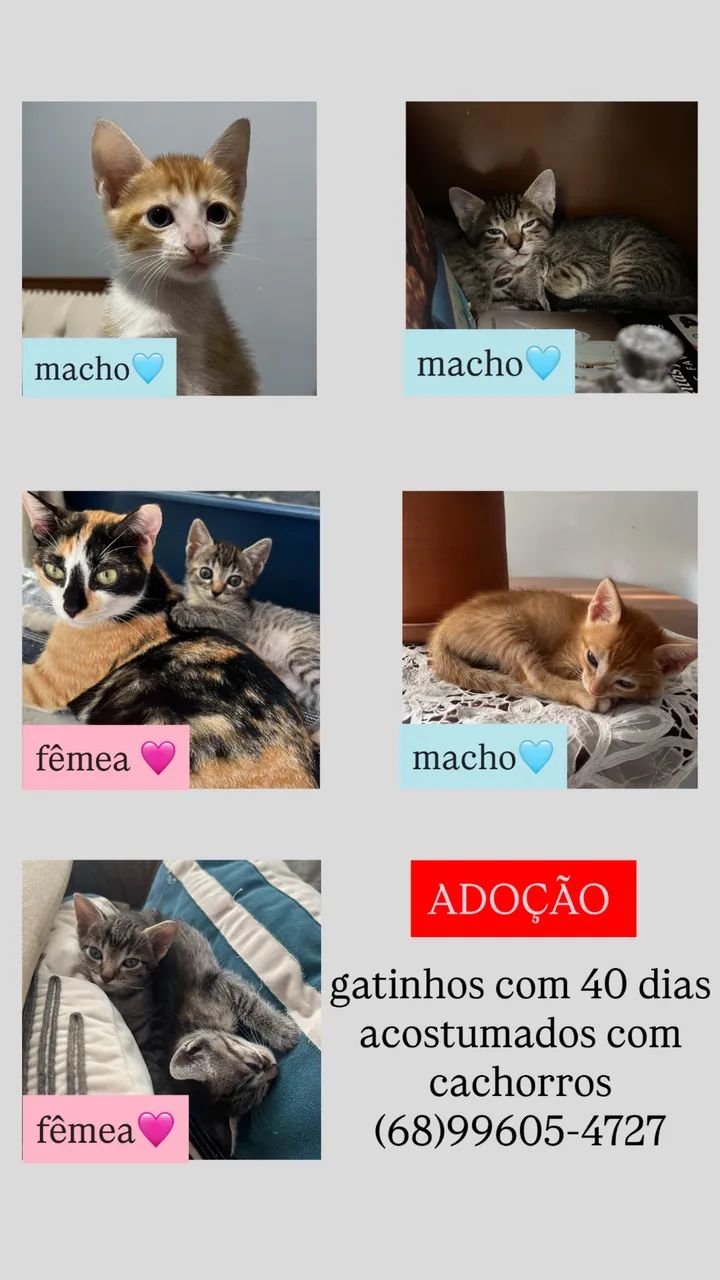 FILHOTES DE GATO - Foto 3