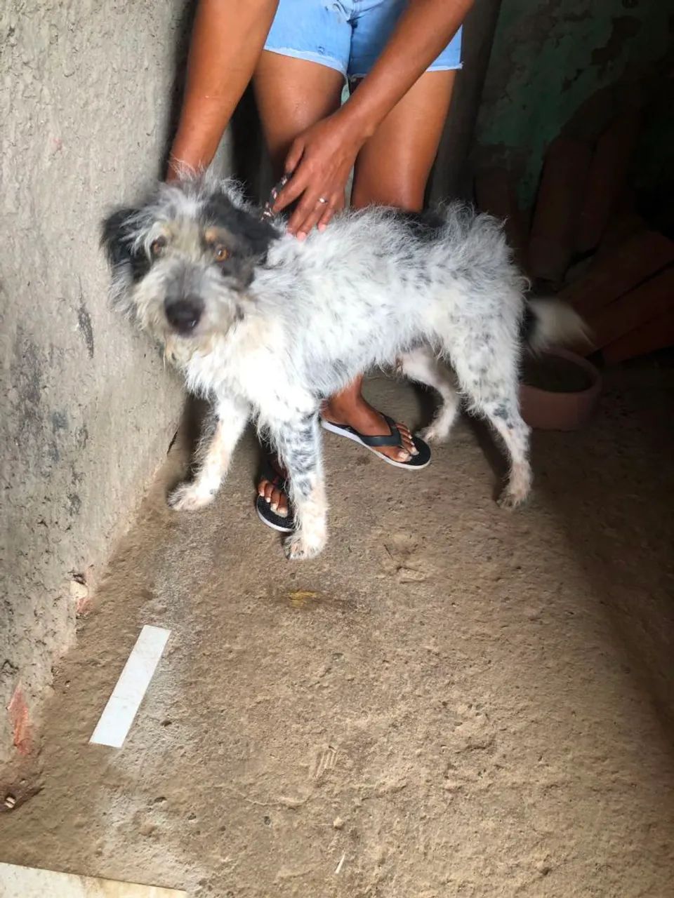 Doação de cachorros  - Foto 2