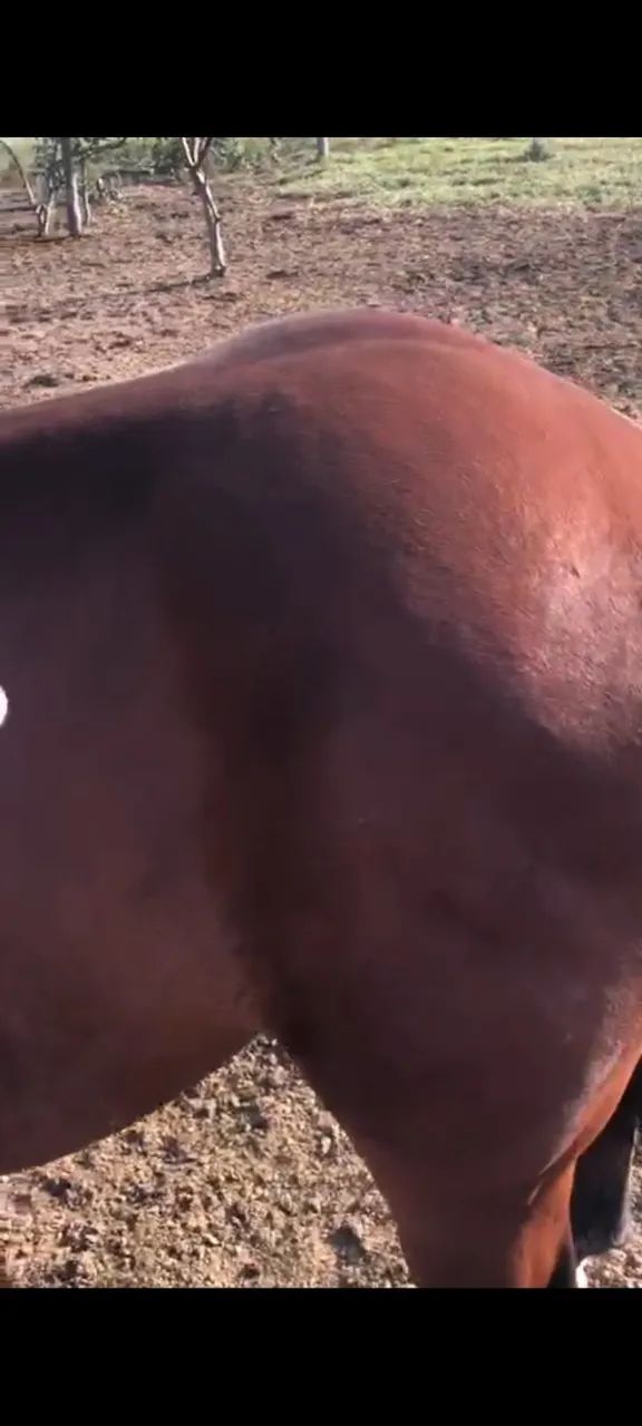 Cavalo quarto de milha domado - Foto 3