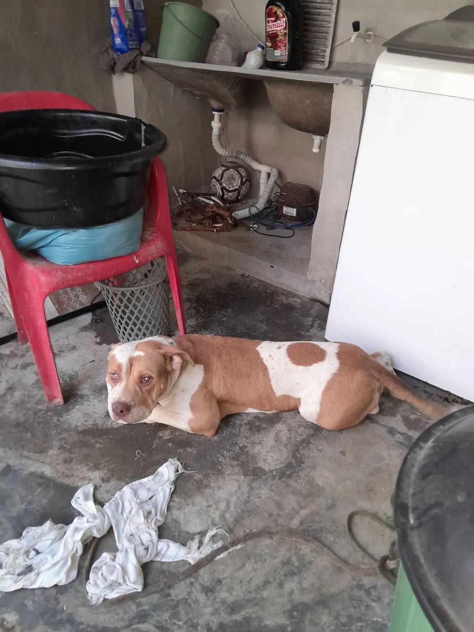 Vendo uma fêmea de pitmonster  - Foto 2