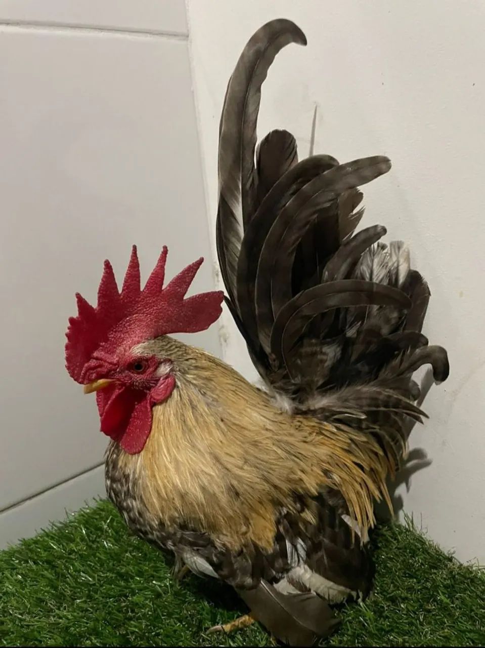 Nagadaki 
