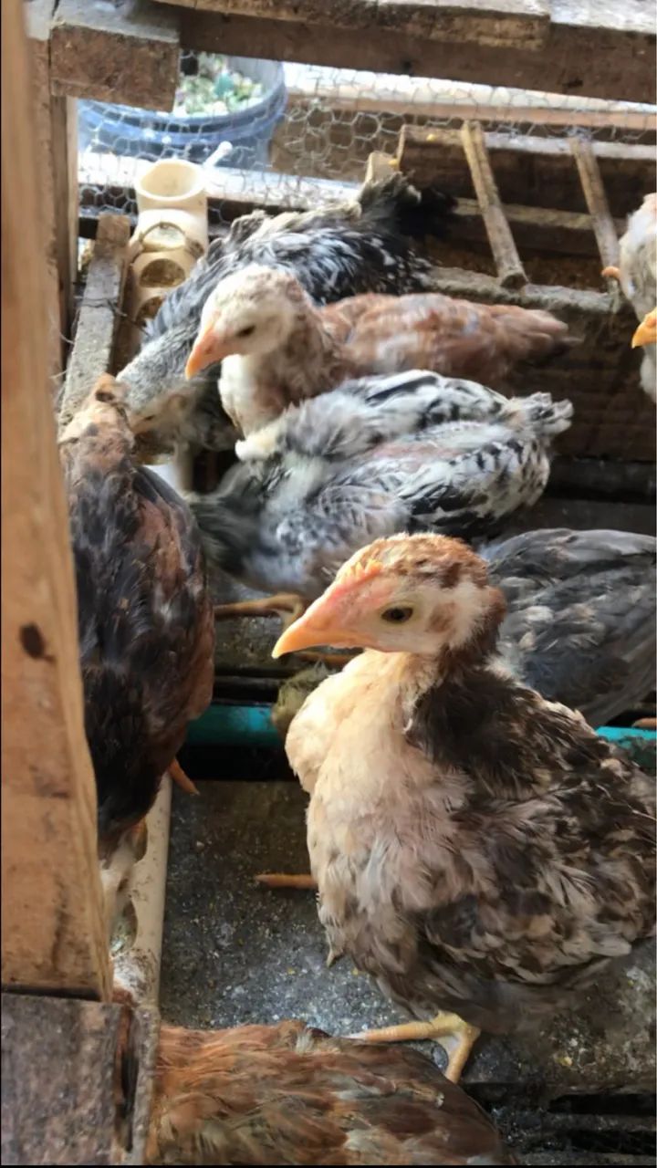 Pintinhos caipiras  - Foto 3