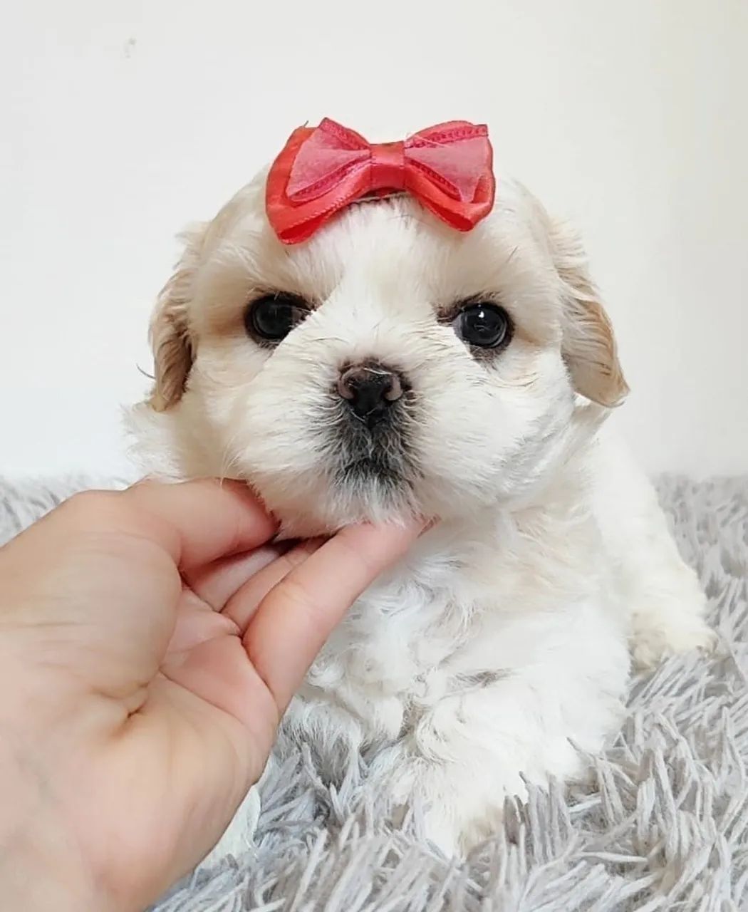 Shih tzu mini lindos  - Foto 4