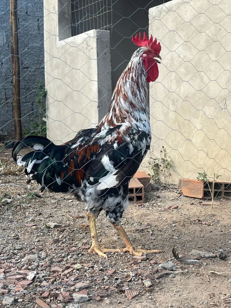 Vendo frangos machos Gsb   - Foto 6