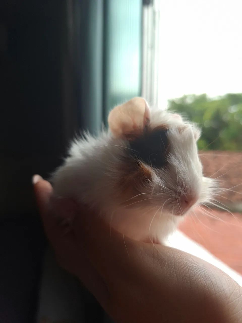 Porquinho da Índia  - Foto 4