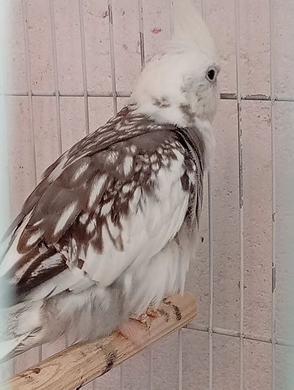 Gaiola  - Foto 3