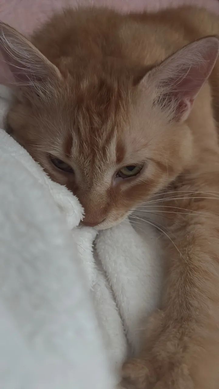 Doação gato pelo longo - Foto 2