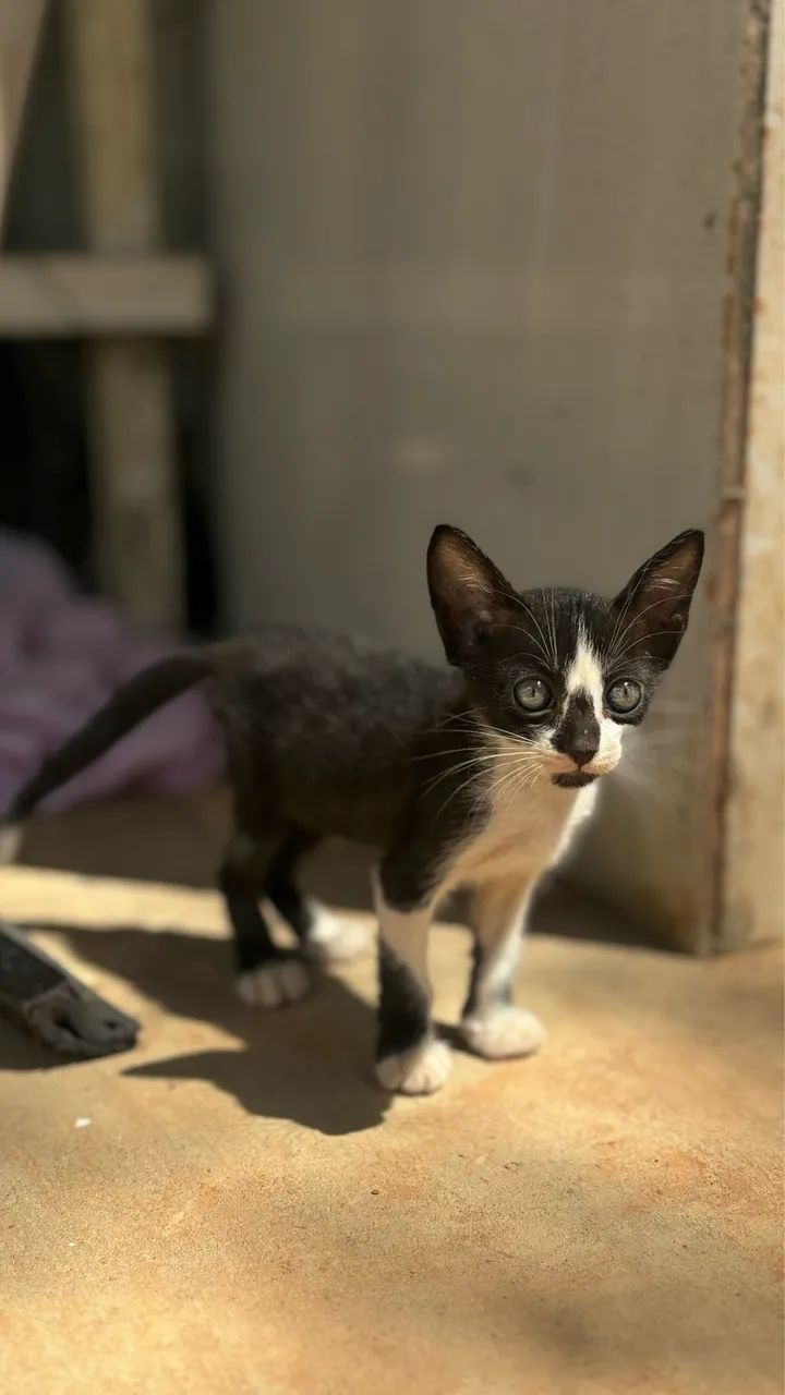 Filhotes de gato para doação  - Foto 4