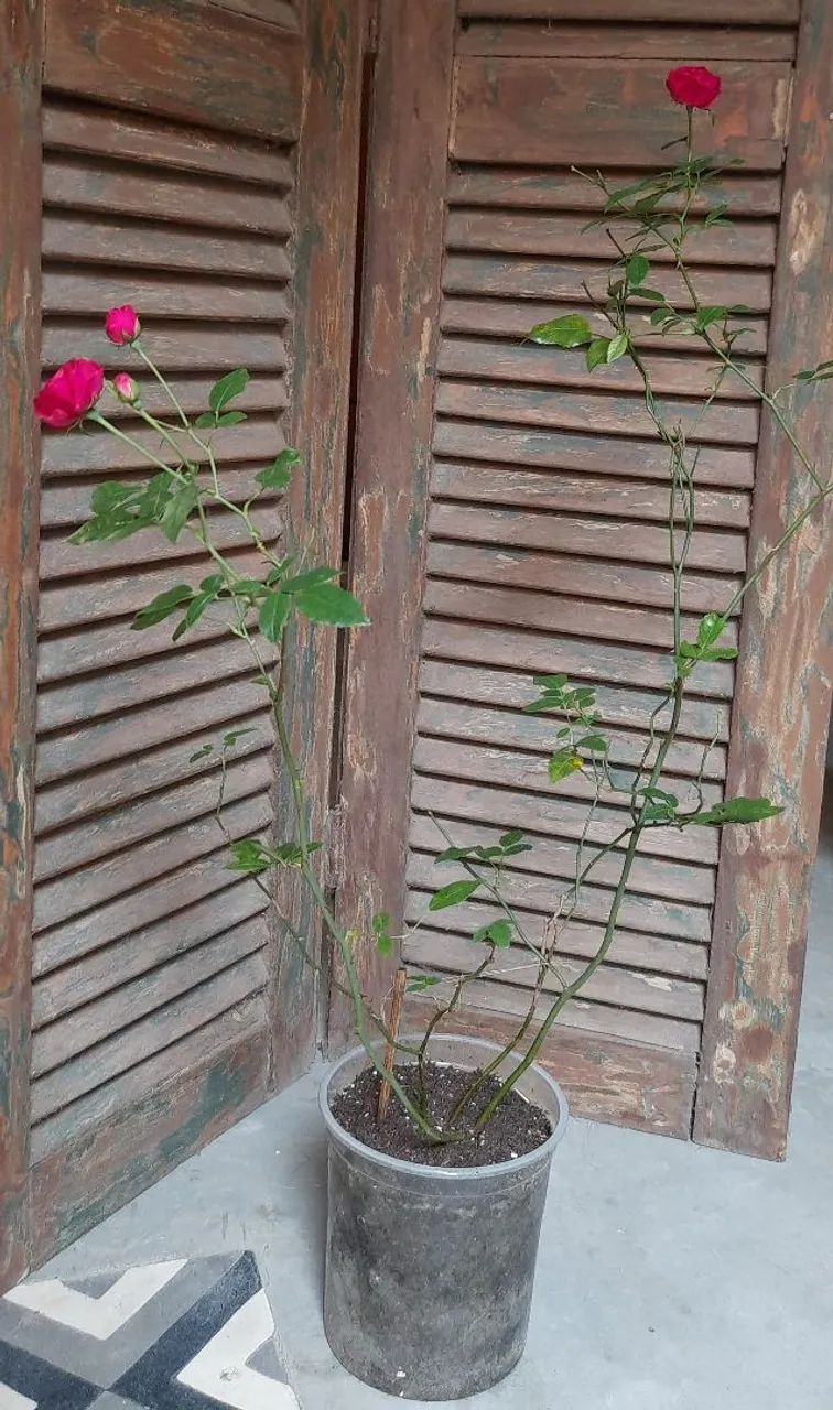 Muda de rosa  - Foto 2
