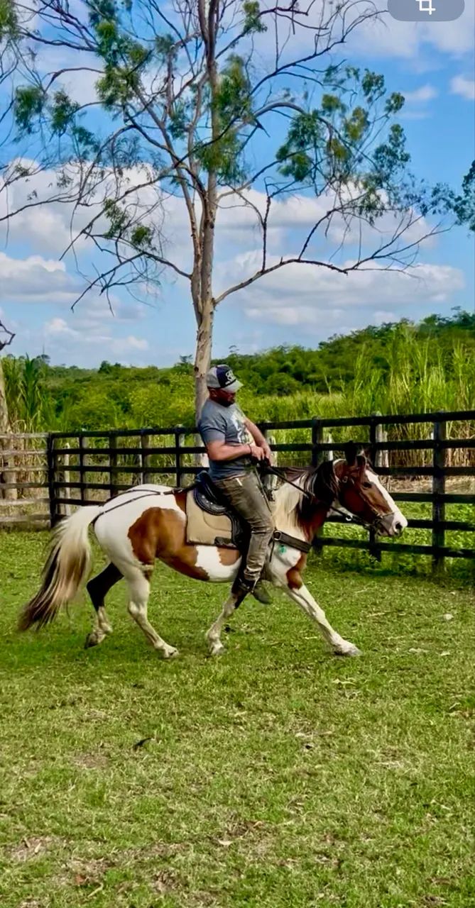 Cavalo Campolina PO Pampa de Castanho  - Foto 5