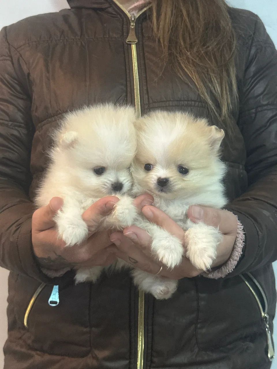 Lulus da pomerania - Foto 2