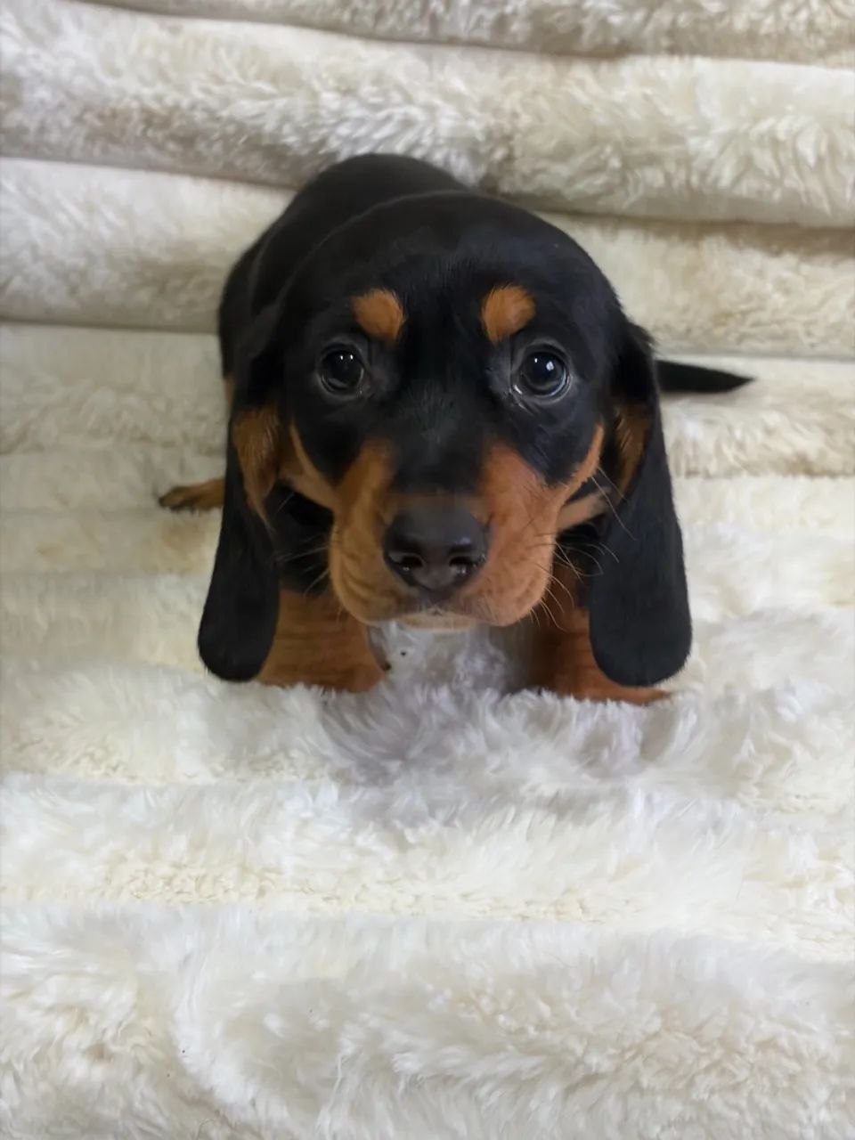 Daschund Teckel Filhotes - Foto 4