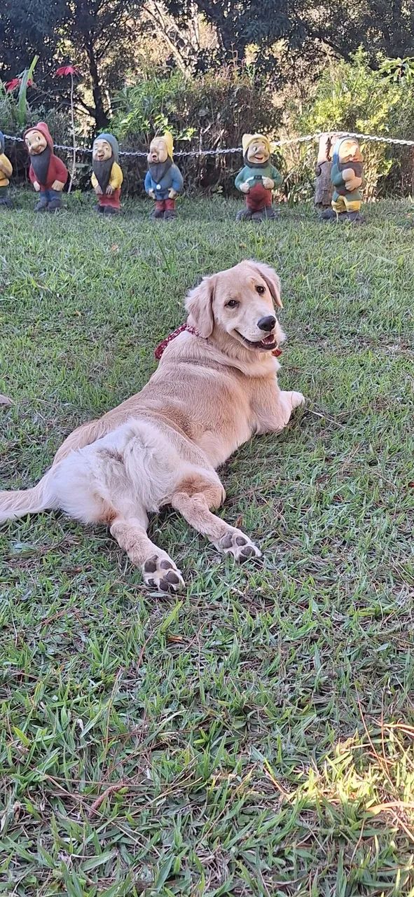 Golden retriever  - Foto 4