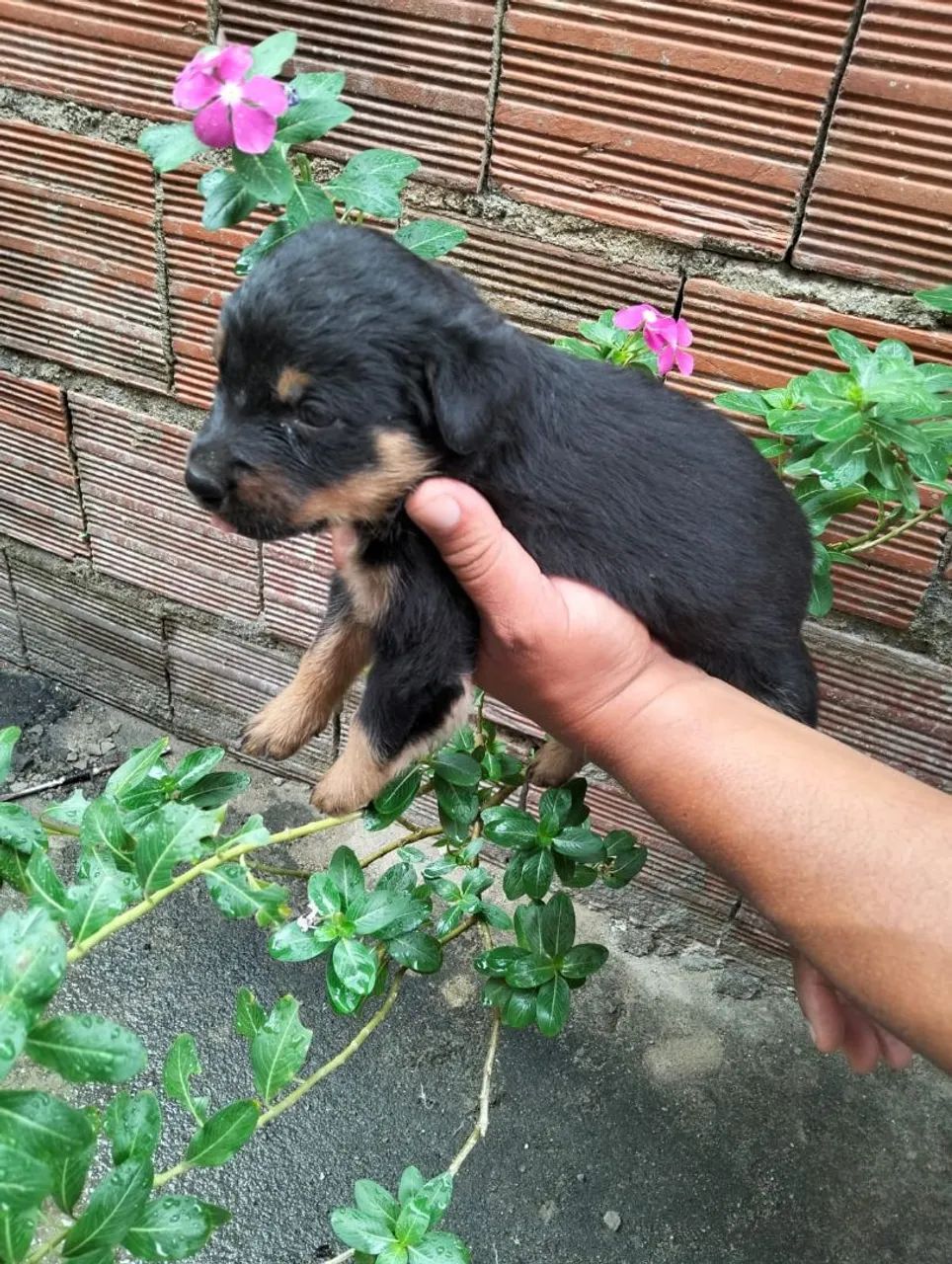 Rottweiler filhote  - Foto 2