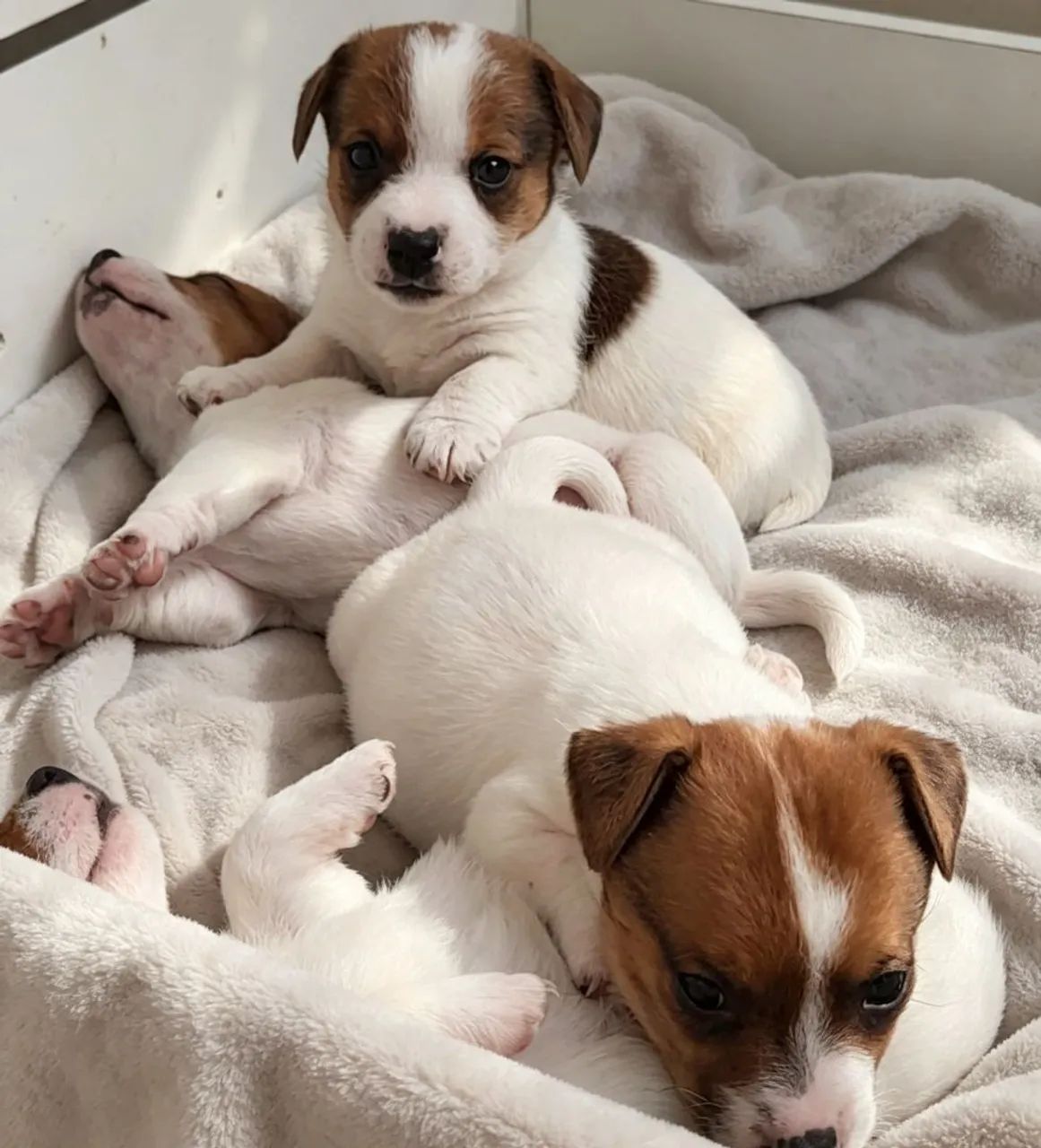 Jack Russell filhote 