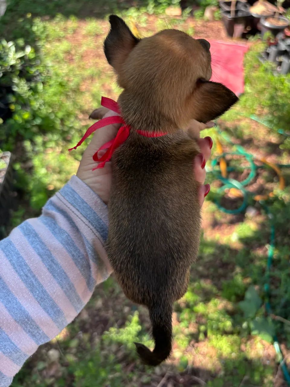 Pinscher fêmea  - Foto 2