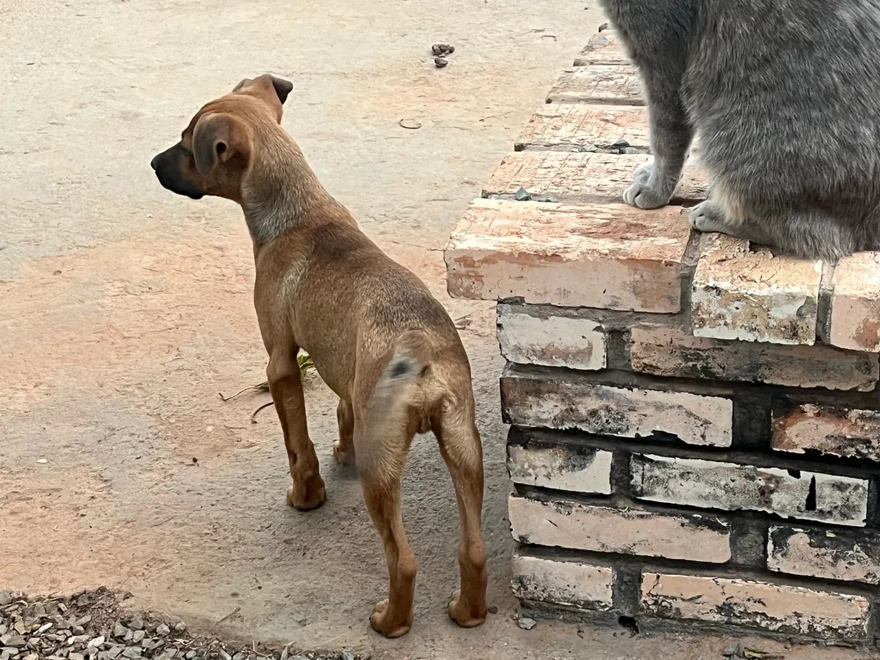 Doação responsável  - Foto 2