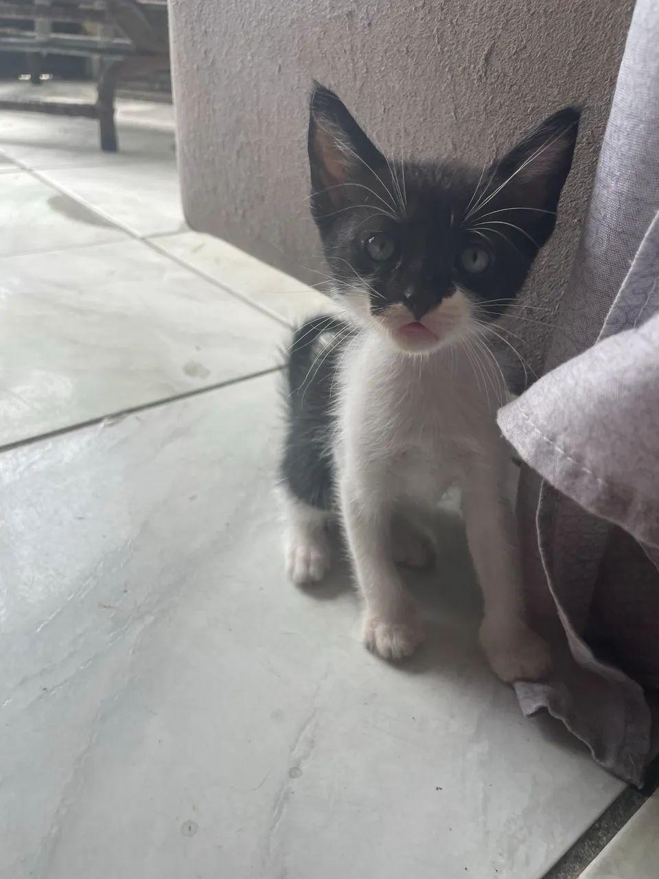 Gatinhos para doação 1mes - Foto 3