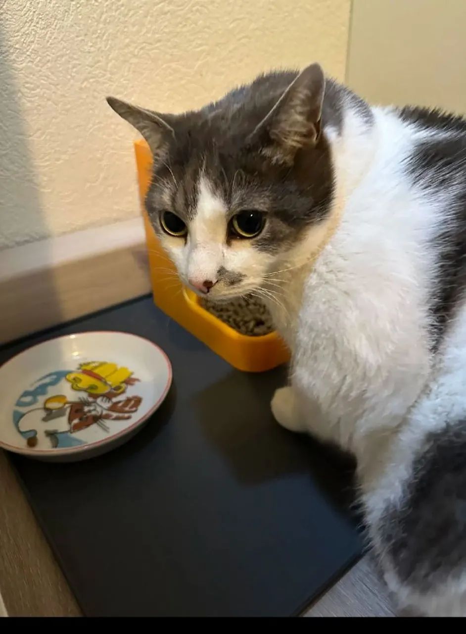 Comedouro automático para gatos - Foto 2