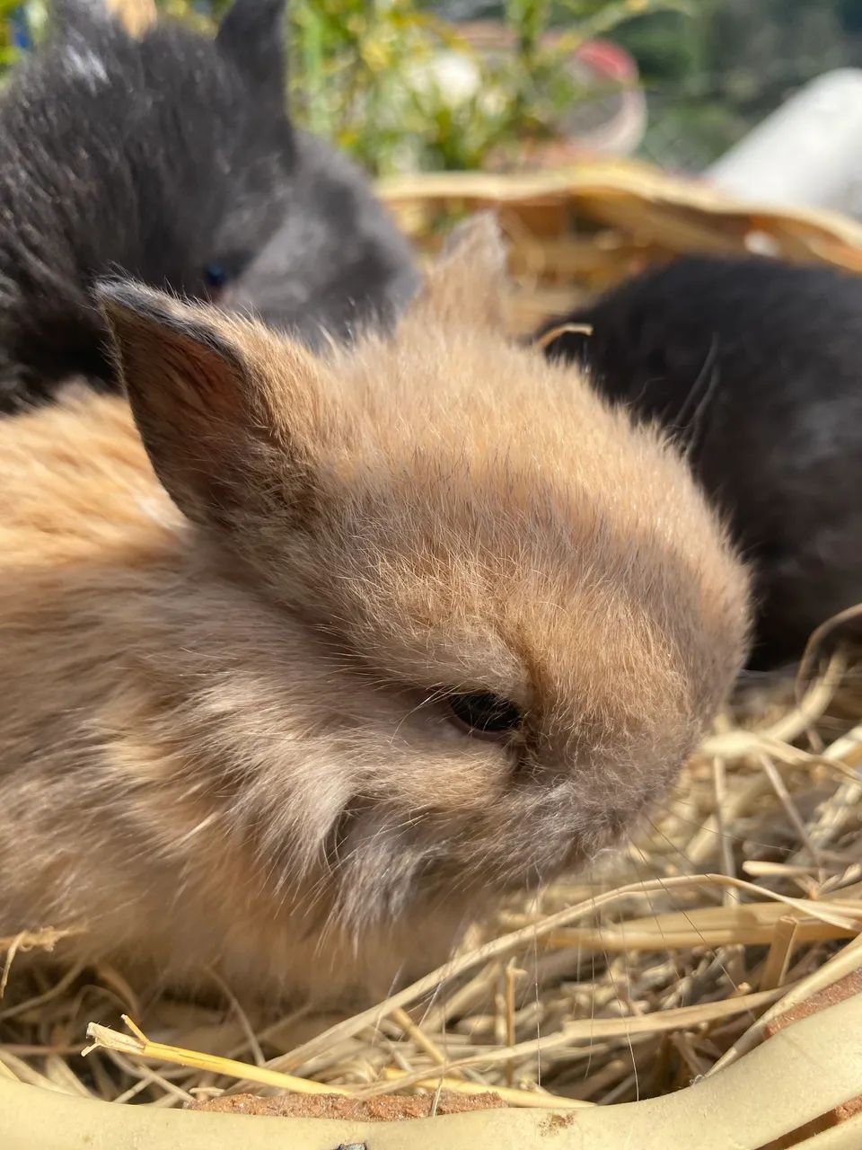 Mini coelho NETHERLAND Dwarf - Foto 2
