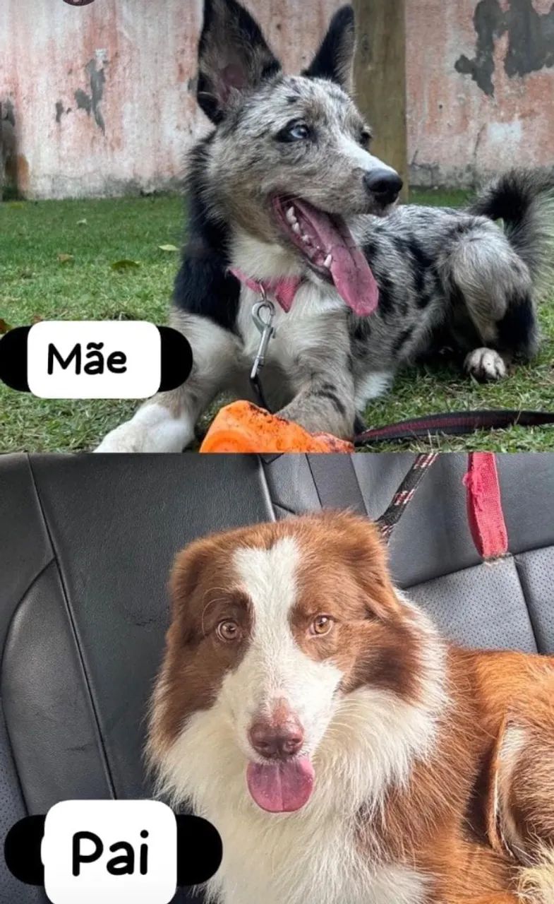 Cães Boder Colie  - Foto 2