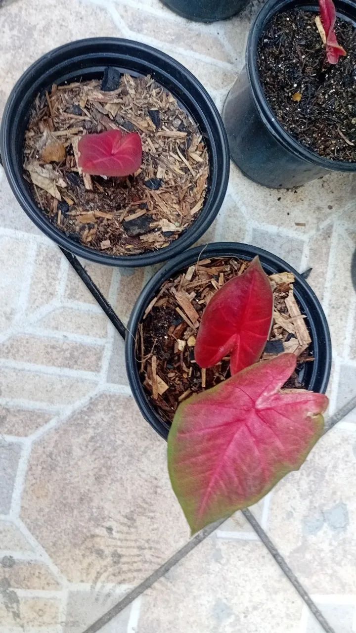 Caladium  - Foto 2