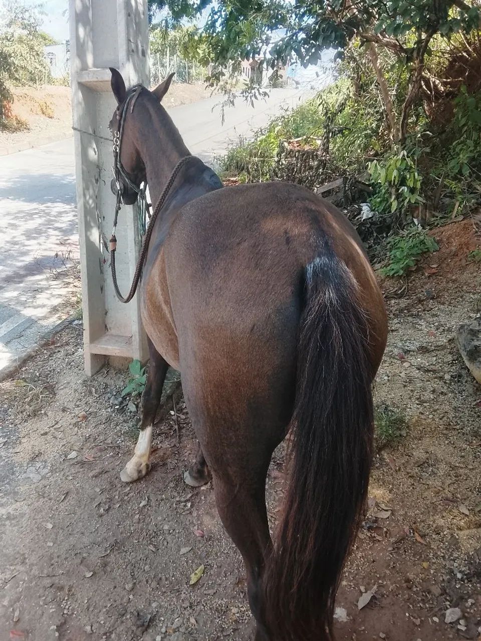 Vendo égua mangalarga 4000$ ou troco em moto.